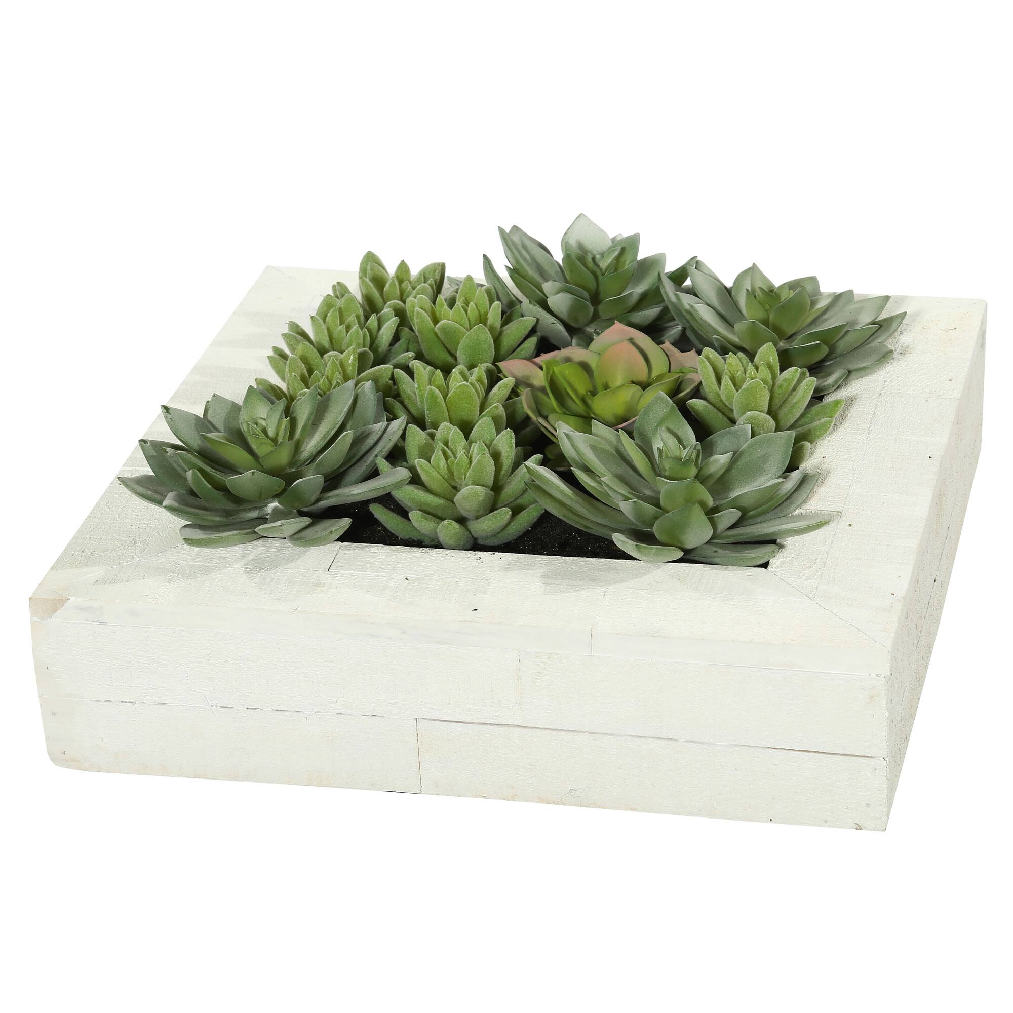 12" x 12" Green Succulent Arrangement